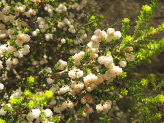 Erica formosa