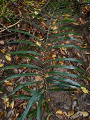 Macrozamia lucida