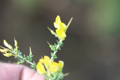 Aspalathus acuminata