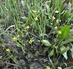 Ranunculus muricatus
