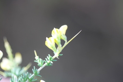 Aspalathus acuminata