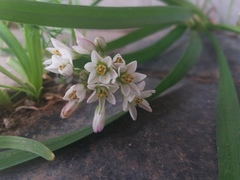 Nothoscordum gracile