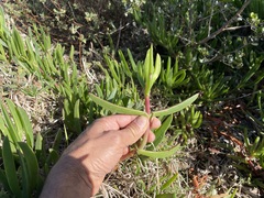 Carpobrotus muirii