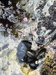 Mytilus californianus