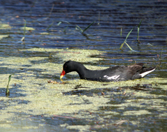 Gallinula chloropus meridionalis