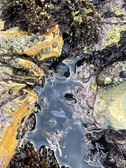 Mytilus californianus