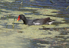 Gallinula chloropus meridionalis