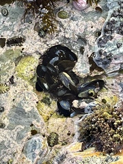 Mytilus californianus