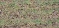 Burhinus oedicnemus