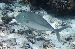 Caranx papuensis