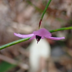 Tetratheca juncea