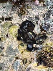 Mytilus californianus