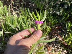 Carpobrotus muirii