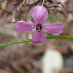 Tetratheca juncea