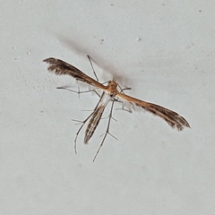 Oxyptilini