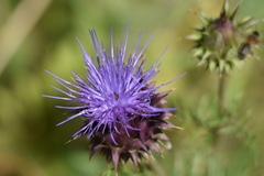 Cynara