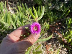 Carpobrotus muirii