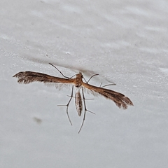 Oxyptilini