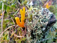 Calocera cornea