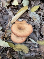 Paralepista