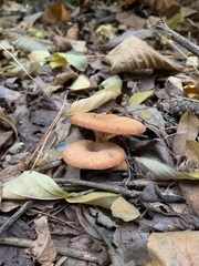 Paralepista