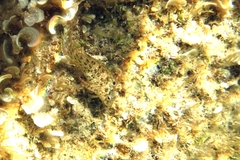 Parablennius sanguinolentus