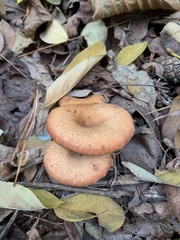 Paralepista