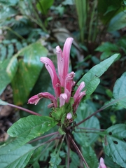 Justicia carnea