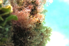 Parablennius incognitus