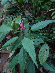 Justicia carnea