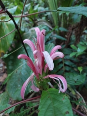 Justicia carnea