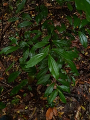 Cryptocarya laevigata