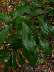 Cryptocarya laevigata