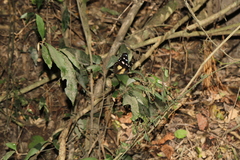 Hypolimnas anthedon wahlbergi