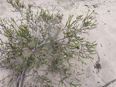 Euchaetis burchellii