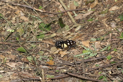 Hypolimnas anthedon wahlbergi