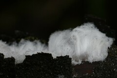 Exidiopsis effusa