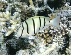 Acanthurus triostegus