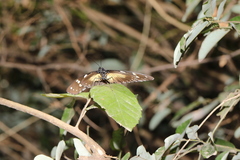 Hypolimnas anthedon wahlbergi