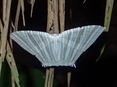 Strophidia caudata