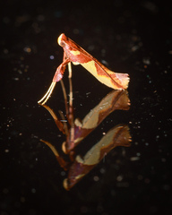Caloptilia xanthopharella