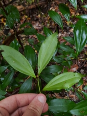 Cryptocarya laevigata