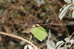 Hypolimnas anthedon wahlbergi