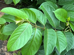 Combretum racemosum