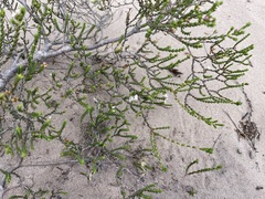 Euchaetis burchellii