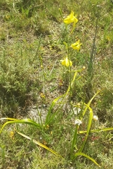 Moraea ramosissima