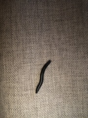 Ommatoiulus sabulosus