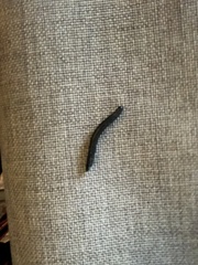 Ommatoiulus sabulosus