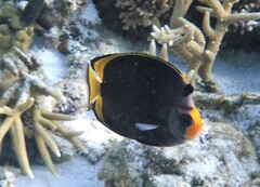 Chaetodon flavirostris