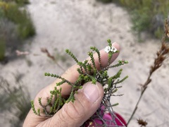 Euchaetis burchellii